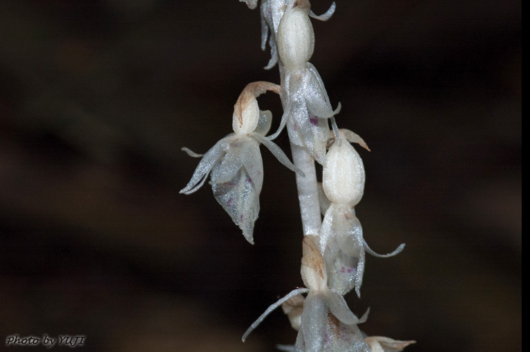 タシロラン Epipogium roseum