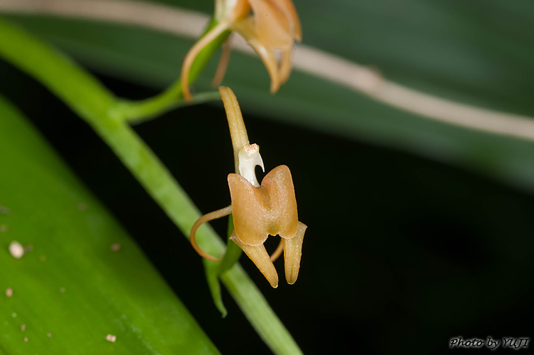チケイラン Liparis bootanensis