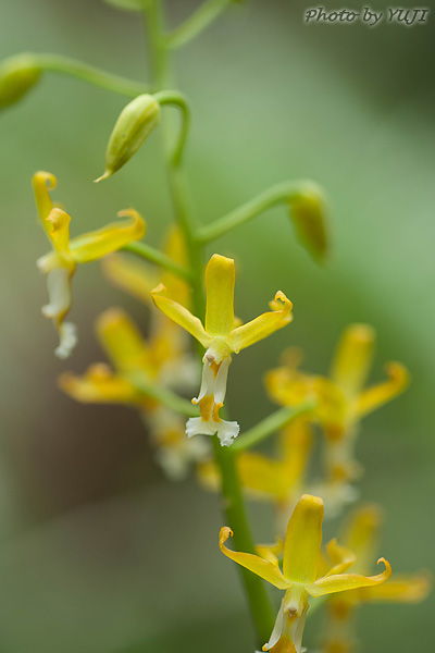 トクサラン Cephalantheropsis gracilis