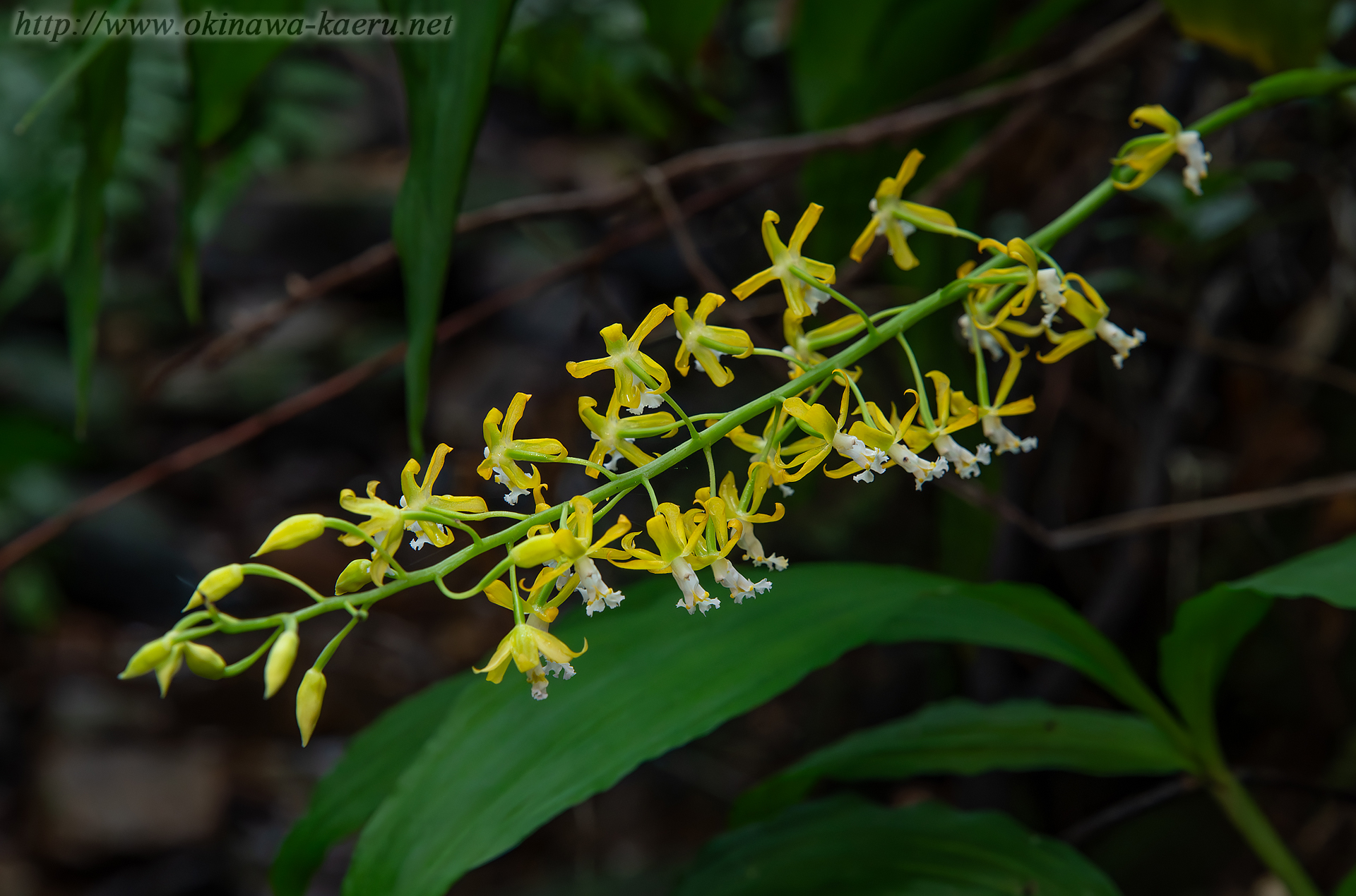 トクサランの画像