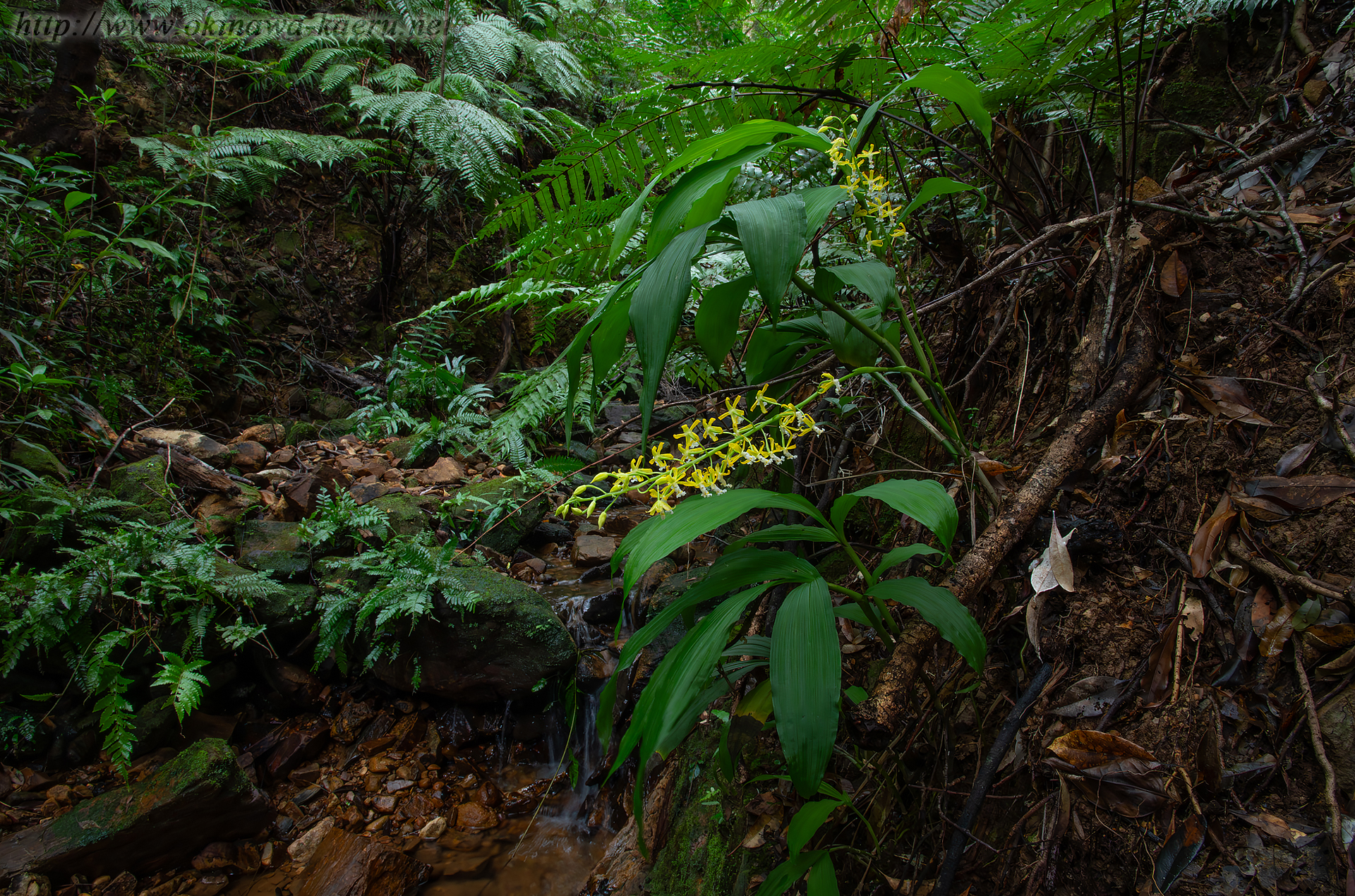 トクサランの画像