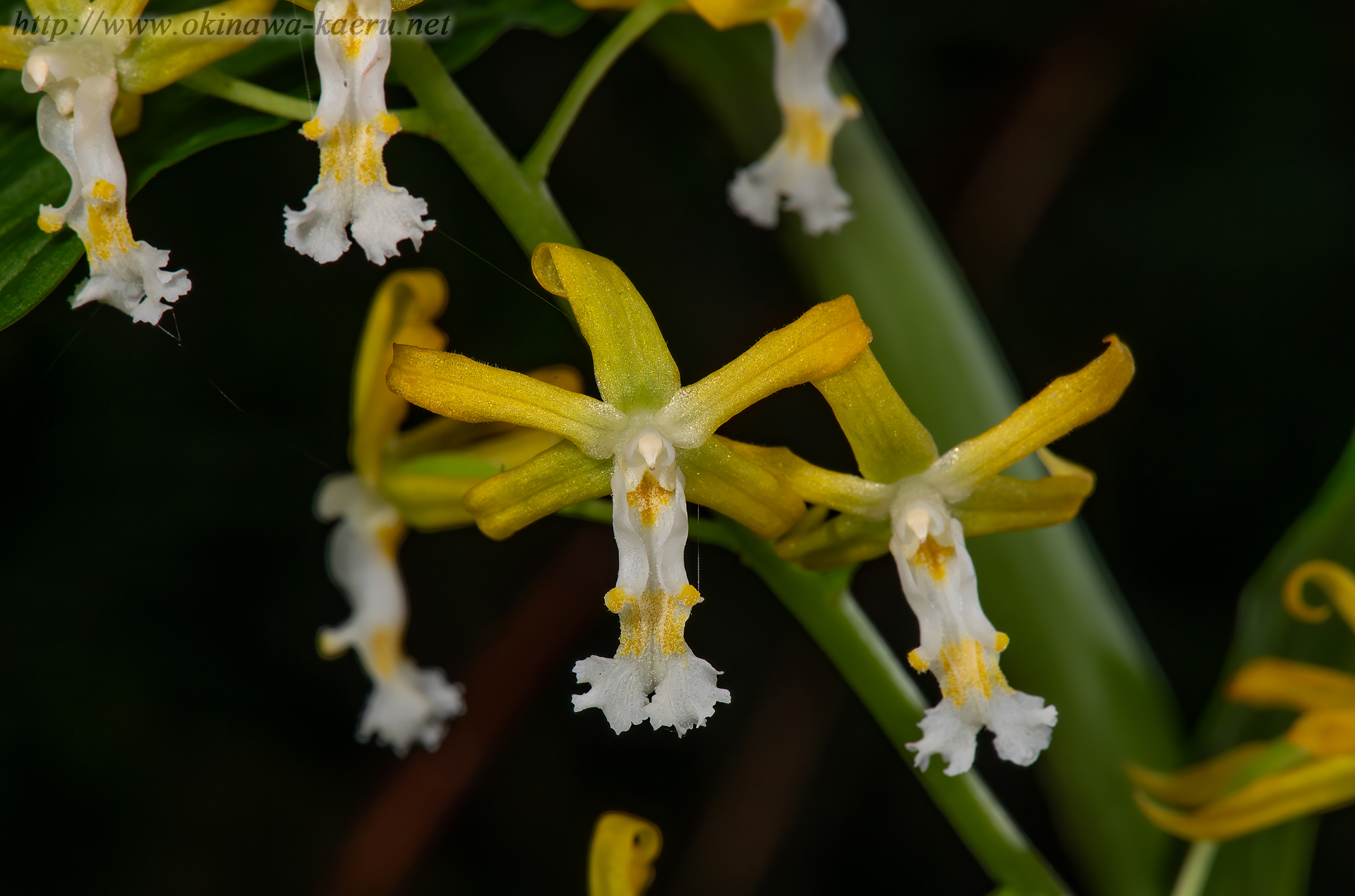 トクサランの画像