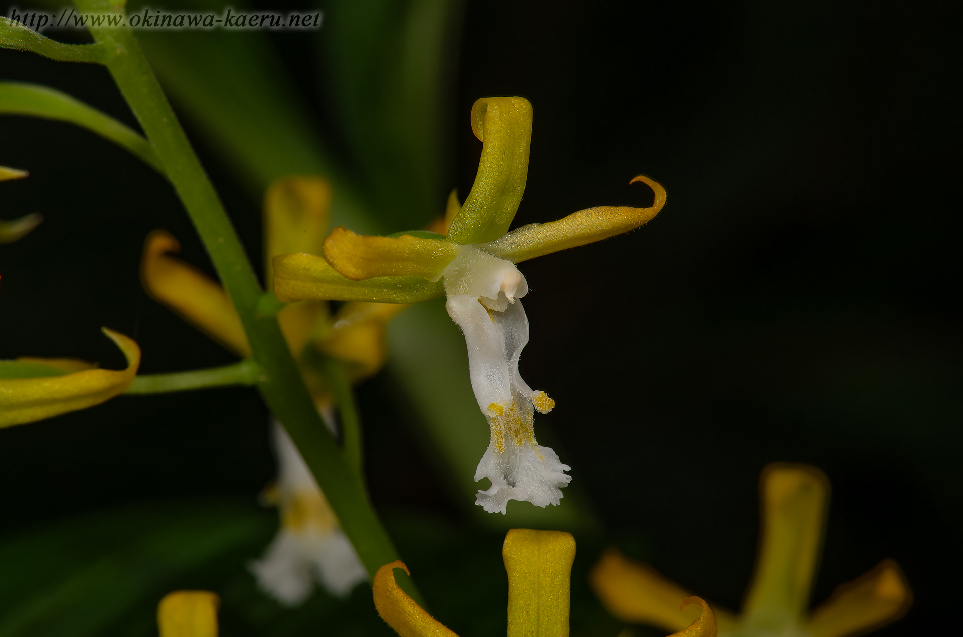 トクサランの画像