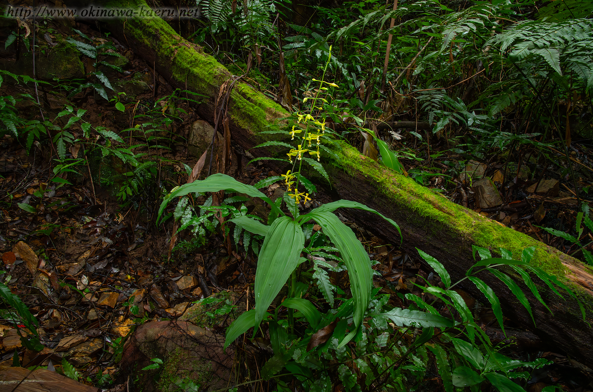 トクサランの画像