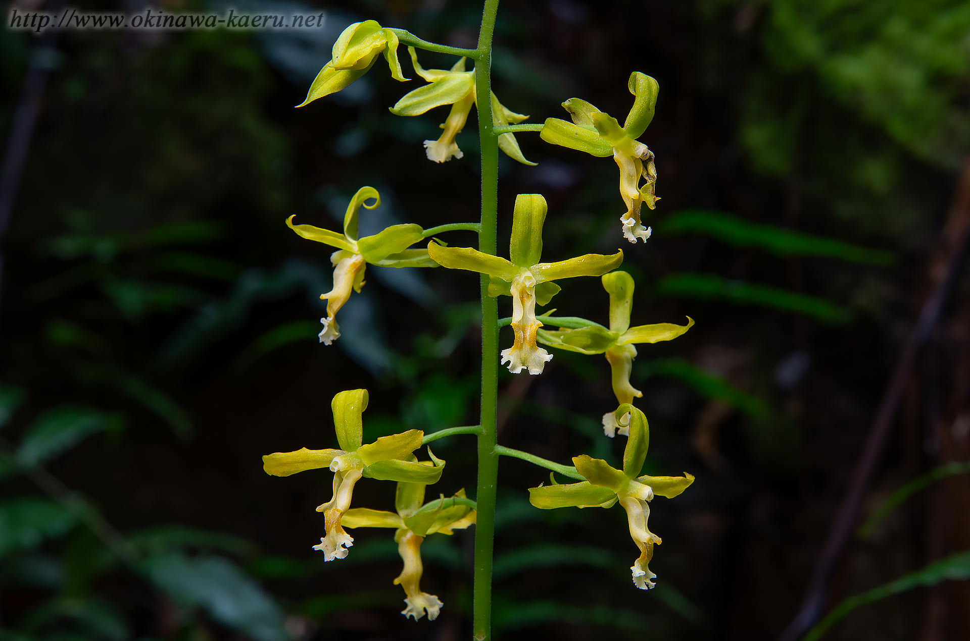 トクサランの画像