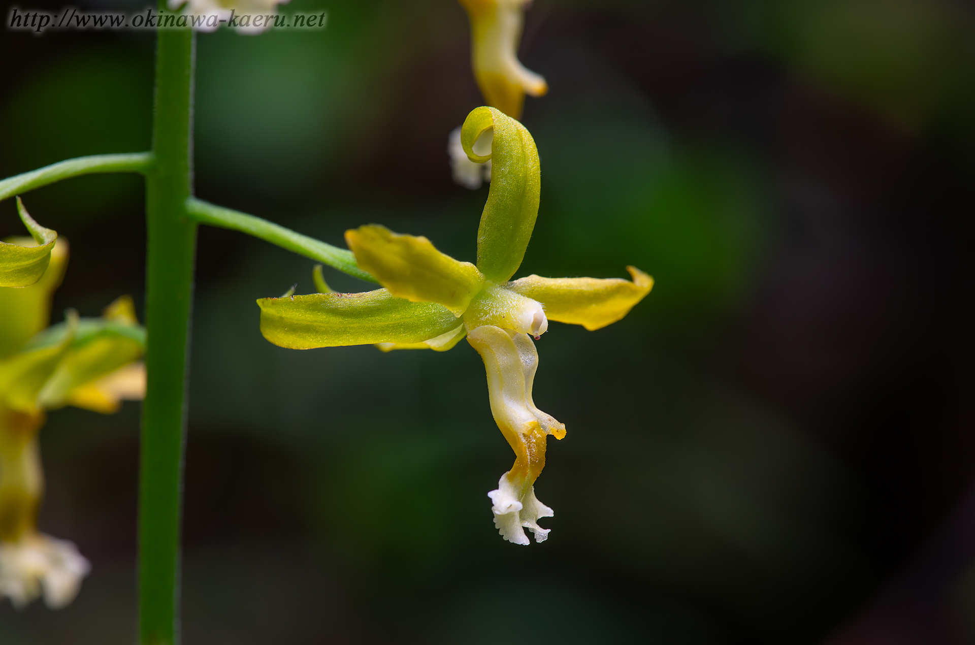 トクサランの画像