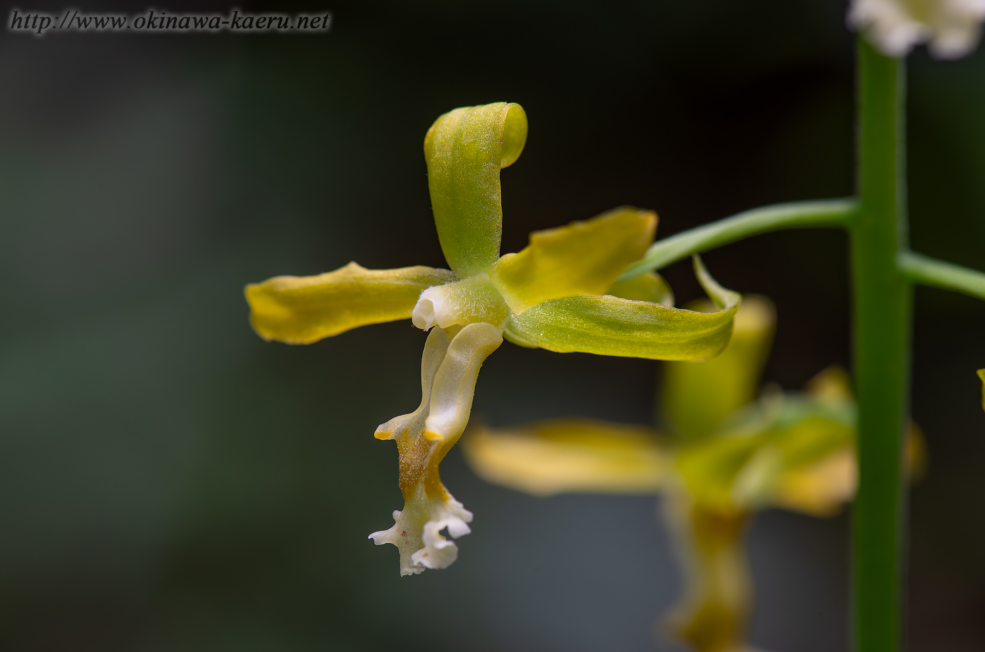 トクサランの画像
