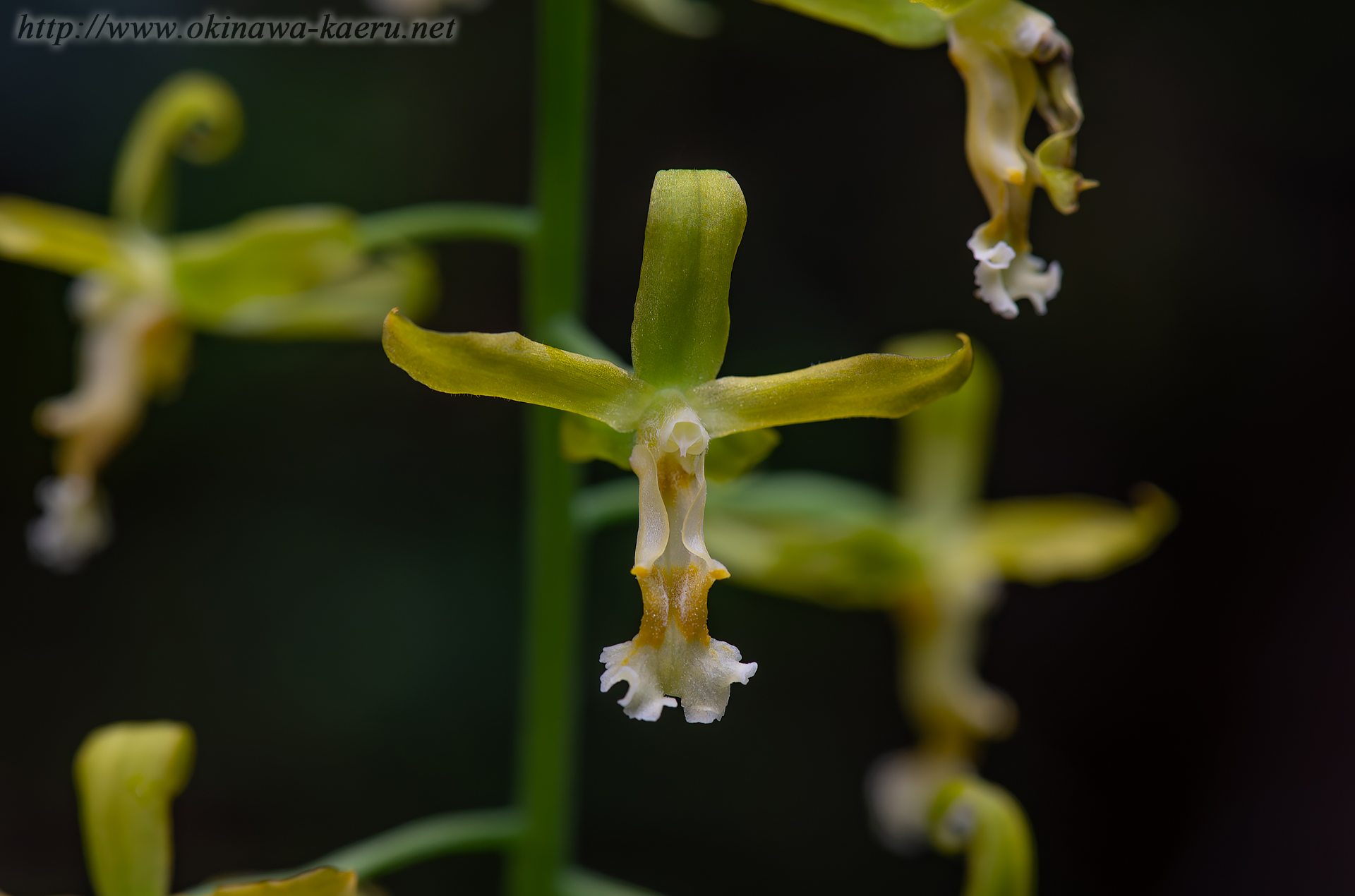 トクサランの画像