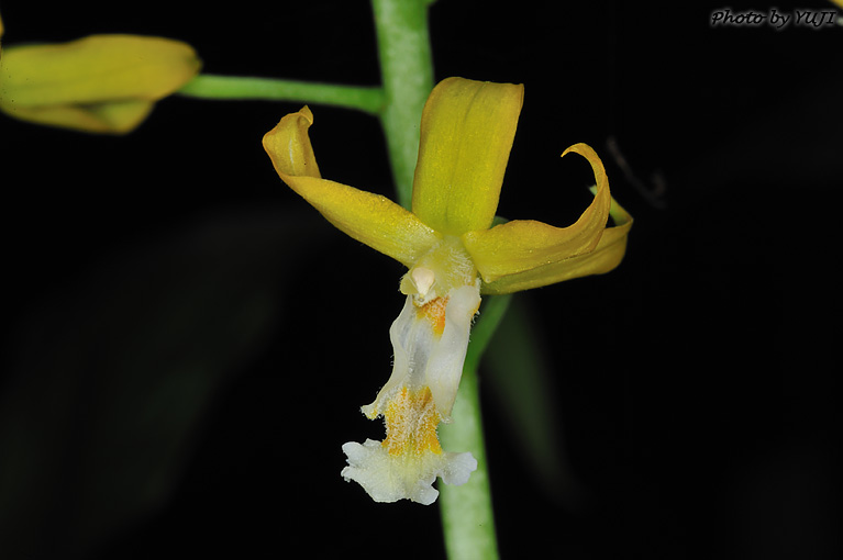 トクサラン Cephalantheropsis gracilis