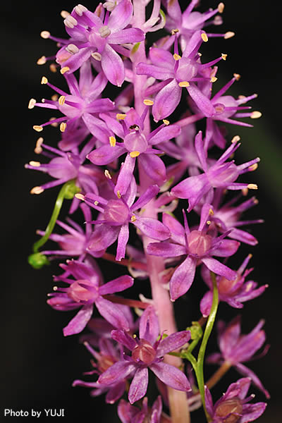 ツルボ Barnardia japonica