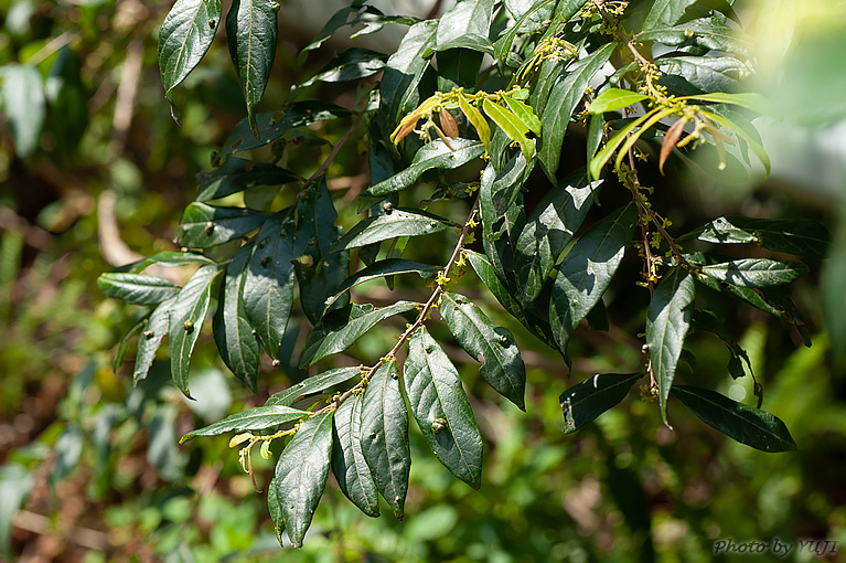 ウラジロカンコノキ Glochidion acuminatum