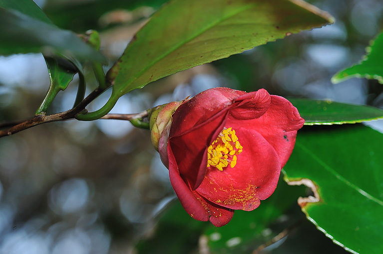ヤブツバキ Camellia japonica