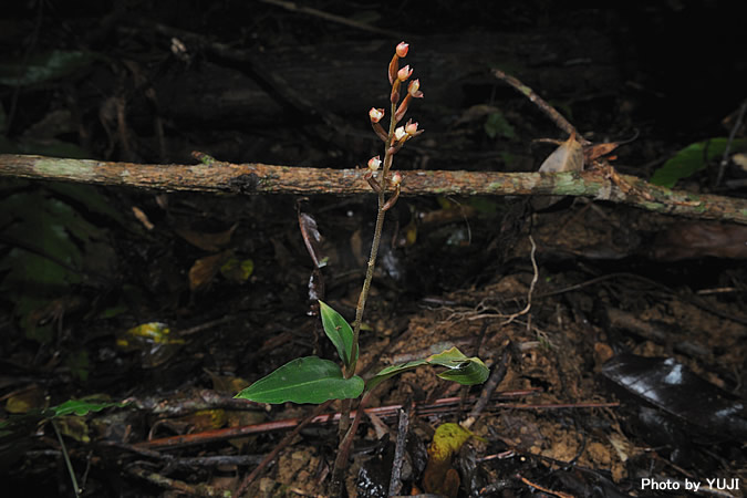 ヤクシマアカシュスラン Hetaeria yakusimensis