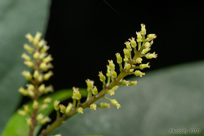 ヤマヒハツ Antidesma japonicum