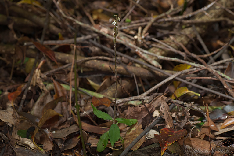 ヤンバルキヌラン Zeuxine gracilis var. tenuifolia
