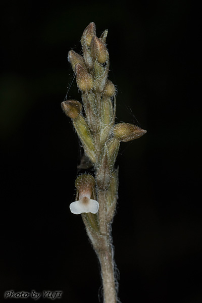 ヤンバルキヌラン Zeuxine gracilis var. tenuifolia