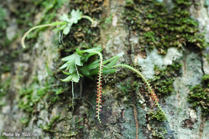 ヨウラクラン Oberonia japonica