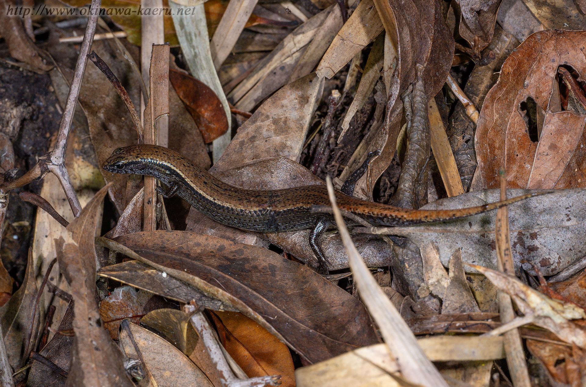 オキナワヒメトカゲの画像