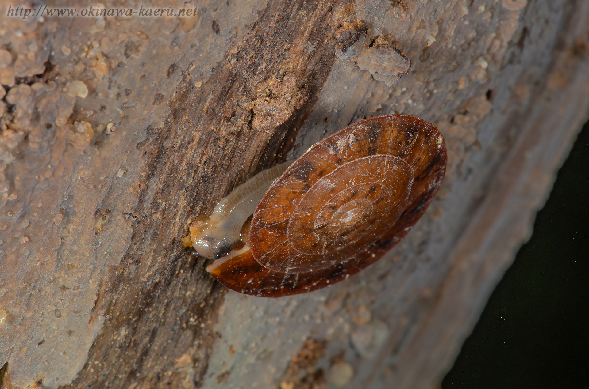 オオカサマイマイの画像