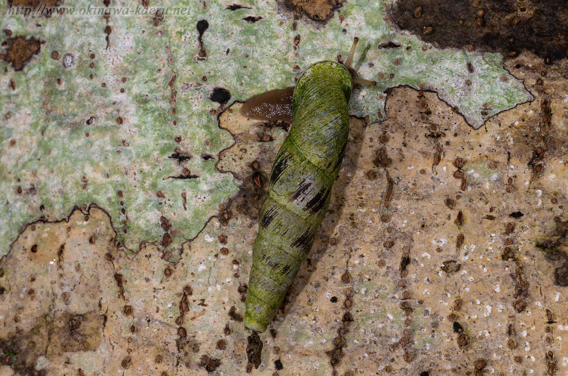 スジイリオキナワギセルの画像