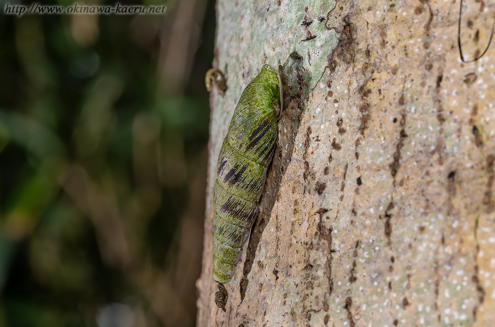 スジイリオキナワギセルの画像