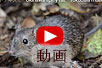 オキナワトゲネズミの動画
