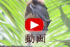 オリイオオコウモリの動画