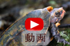 リュウキュウアオヘビの動画