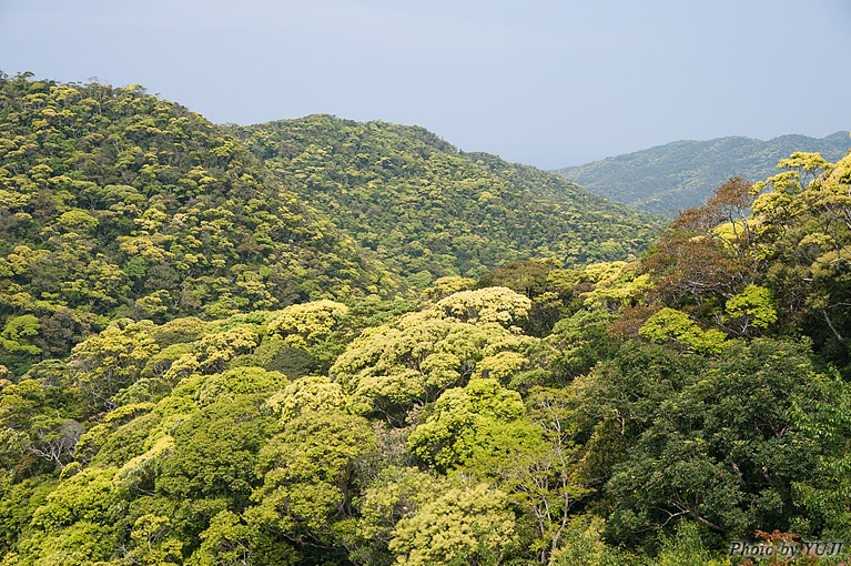 やんばるの森の新緑 うりずんの写真