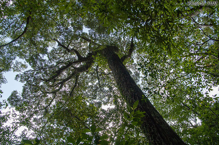森の大木 巨木 鬱蒼とした森 ブロッコリーの森