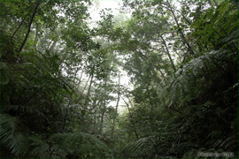 雨上がりの森の写真
