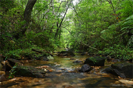 森と渓流森の中を流れる渓流沢河川