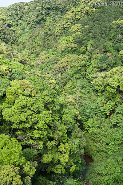 やんばるの森の新緑 うりずんの写真
