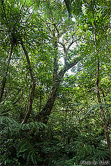 森の大木巨木イタジイオキナワウラジロガシスダジイ
