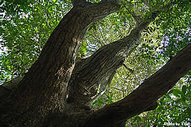 森の大木巨木イタジイオキナワウラジロガシスダジイ