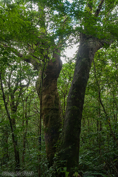 森の大木 巨木 鬱蒼とした森 ブロッコリーの森