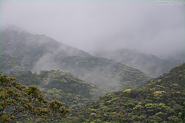 霧に包まれたやんばるの森の写真