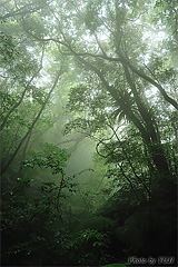 霧に包まれたやんばるの森の写真