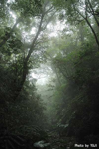 やんばるの森 霧に煙る森 梅雨の雨