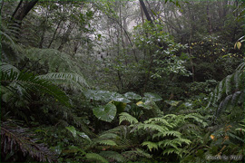 雨上がりの森の写真