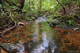 森の中を流れる渓流沢河川