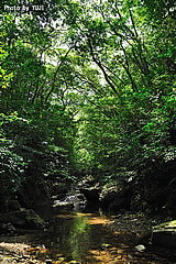 森と渓流森の中を流れる渓流沢河川
